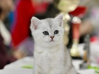 Muhteşem Tonda NS24 Silver British Shorthair 