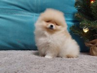 teddy bear boo yavrular taksitle heryere gönderilir