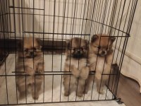 Adanadan Pomeranian Yavrularımız