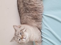 British blue point erkek shorthair