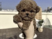 Toy Poodle Cins