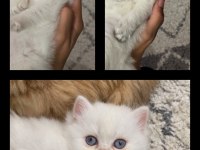 British longhair yavrular