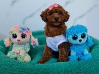 Şecereli Mini Boy Toy Poodle Yavrularımız