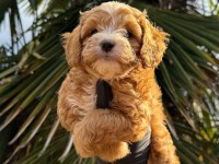 Maltipoo Yavrumız Yeni Yuvasına Hazır