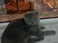 1.5 yaşında scottish fold