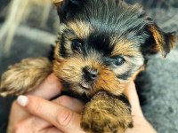 Minnoş Yavru Köpekler