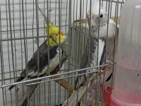 Sağlıklı 1 çift ve 1 ad tek erkek sultan papağanı