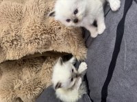 4 erkek saf yavru ragdoll