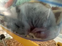 3 Aylık Suriye Hamster Sahiplendirme