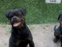 Erkek Rottweiler Yer Kmaraş Detay İçin Yazın