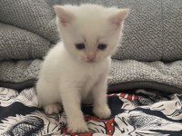 British Shorthair Yavrularımız Yuva Arıyor
