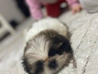 yavru şitsu köpeği