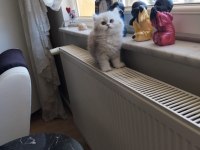 A kalite pamuk british longhair kız