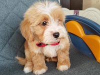 EV ÜRETİMİ MALTİPOO BEBEKLERİMİZ