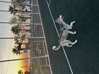 Jüpiter 7 aylık dişi husky
