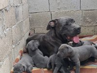 ORJİNAL CANE CORSO BEBEKLER