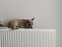 Fransız Bulldog köpeği yavrusu ev arıyor