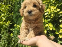 Orjinal Teacup Maltipoo