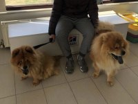 Dişi ve Erkek safkan Çin Aslanları