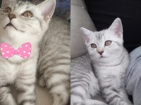 Kedimize yeni sahip arıyoruz