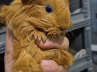 Safkan Sheltie Guinea Pig Bebekler