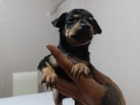 Erkek Dişi Pinscher Yavrularımız