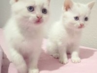 Her Renkten British Shorthair Yavrular