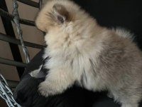 Pomeranian boo ayı surat gülen yüz kalın patı