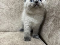 Safkan british shorthair AYI SURAT TOP KAFA bebiş