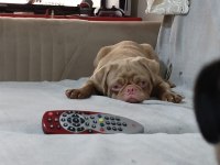 Egzotik White Pink pug mops