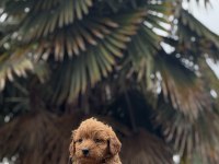 MALTİPO VE POODLE YAVRULARIMIZ YUVALARINI ARIYOR