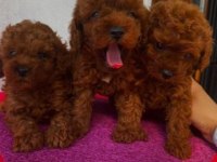 Elit Patiler Farkıyla Toy Poodle Yavrular