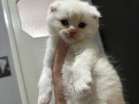 Scottish fold blue point yavrularım