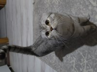 Silver scottish fold 1,5 yaşında erkek