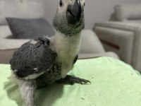 BEBEK JAKO PAPAĞANI