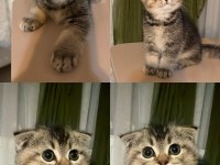 65 günlük yavru scottish fold erkek