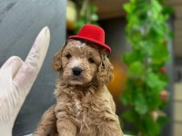 MALTİPOO BEBEKLERİ