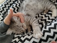British Shorthair Tabby Erkek Yavru