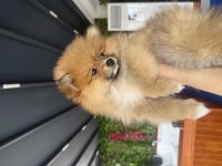 Pomeranian dişi köpeğimiz moli