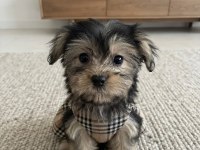 Ev ortamından yavru köpekler