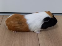 Kafeste birlikte ginepig