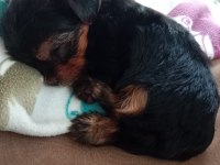 Terrier yorkshire terrier safkan (1,5 aylık)