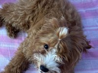 Maltipoo dişi yavru