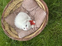 2 aylık scottish fold kuru mama ve tuvalet eğitimi vardır