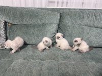 2 aylık BLUE POİNT yavrularımız sahiplendirilecektir