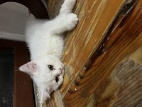 Scottish fold kedimiz sahiplendirilecek