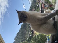 Acil sahiplendirilecek kedimiz 14 aylıktır