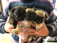 Minik pug yavru