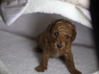 F2 ORJİNAL MALTİPOO 3 KIZ KARDEŞ