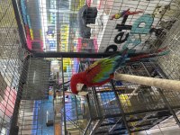 Kırmızı Yavru Macaw